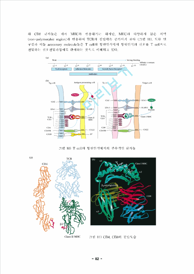 내용정리] 면역학 제 6장 T 림프구 면역학 (T Cell Immunology)자연과학레포트